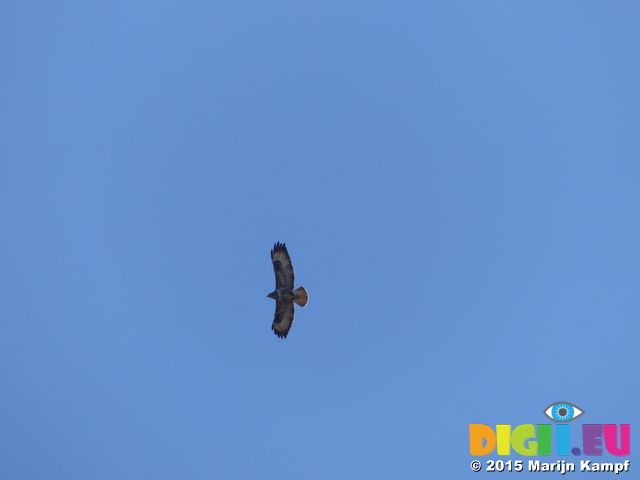 FZ024139 Buzzard (Buteo buteo)